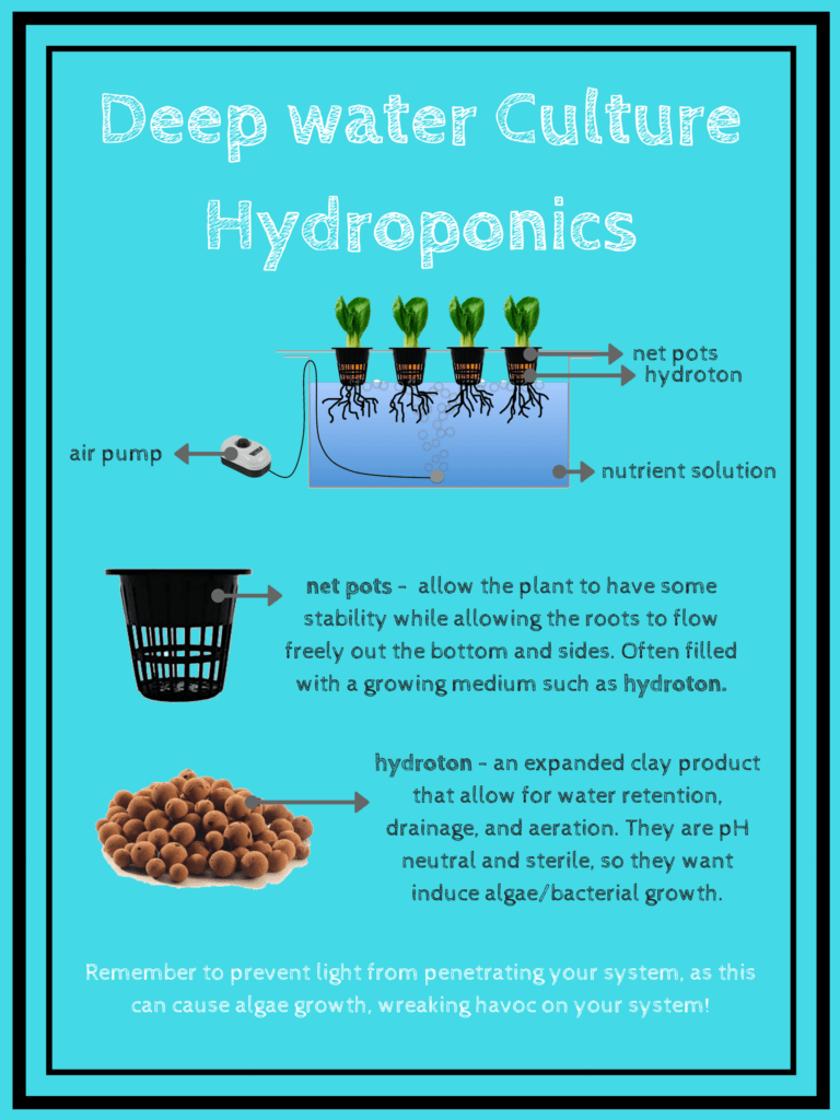 deep water hydroponics