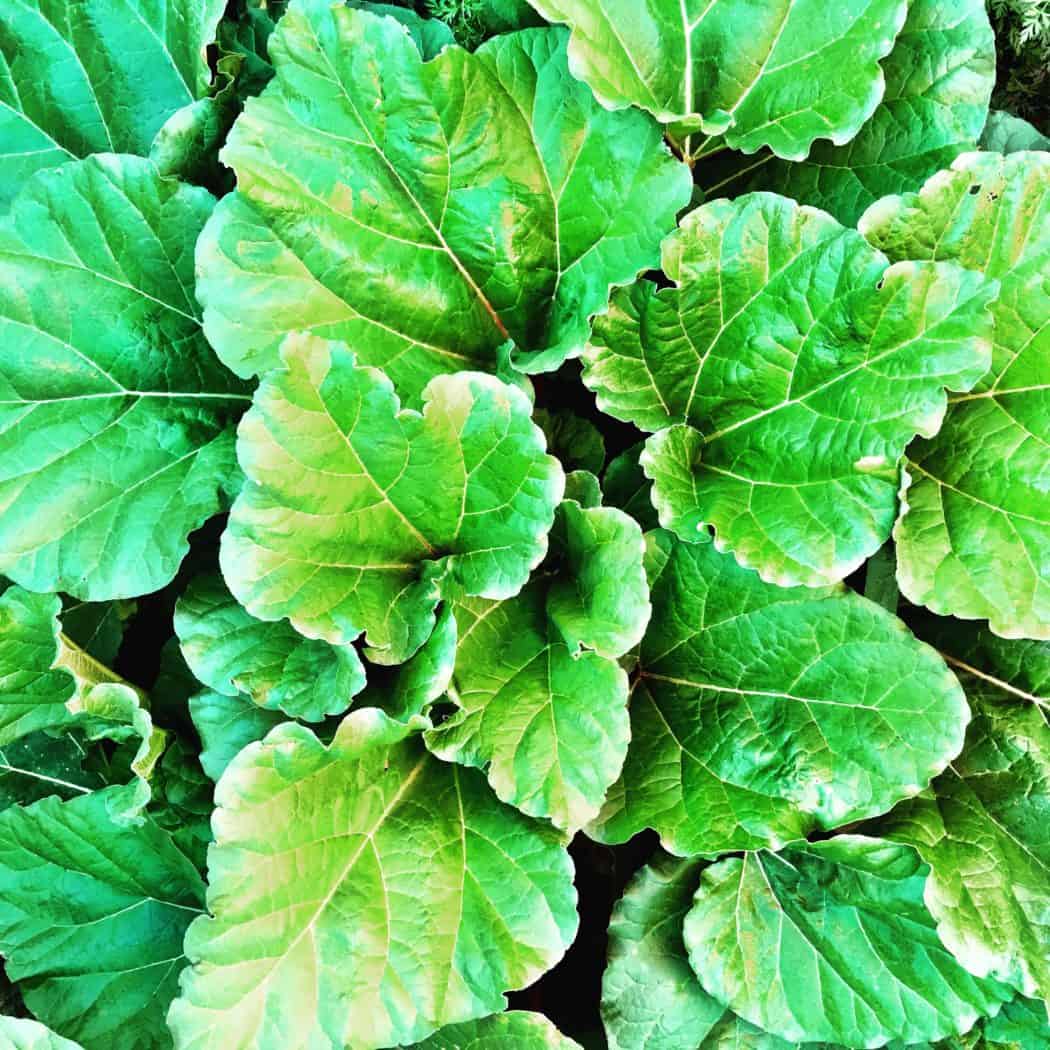 transplanting rhubarb