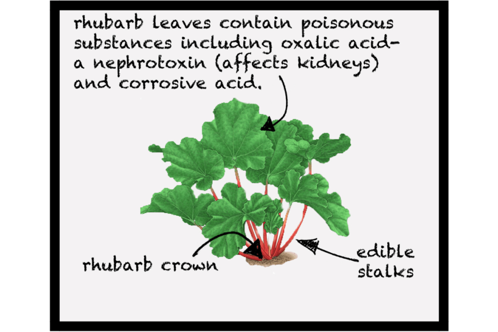 rhubarb biology