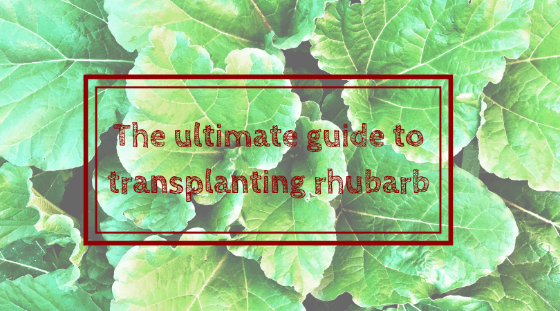 Transplanting rhubarb: The how, when, and where - THE HOMESTUD