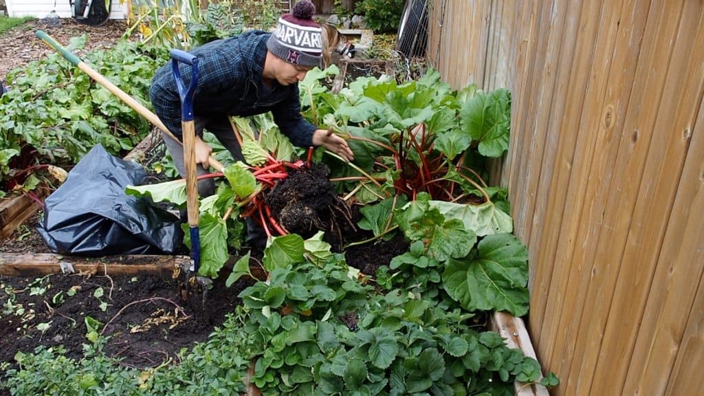 transplanting rhubarb