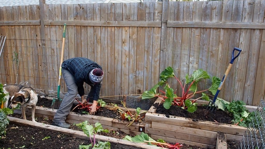 transplanting rhubarb