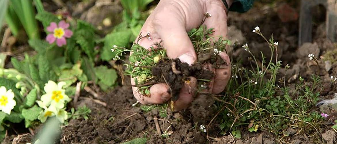 prepare garden for winter