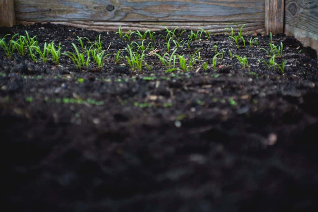 raised garden bed