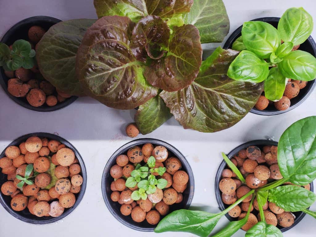 hydroponics at home